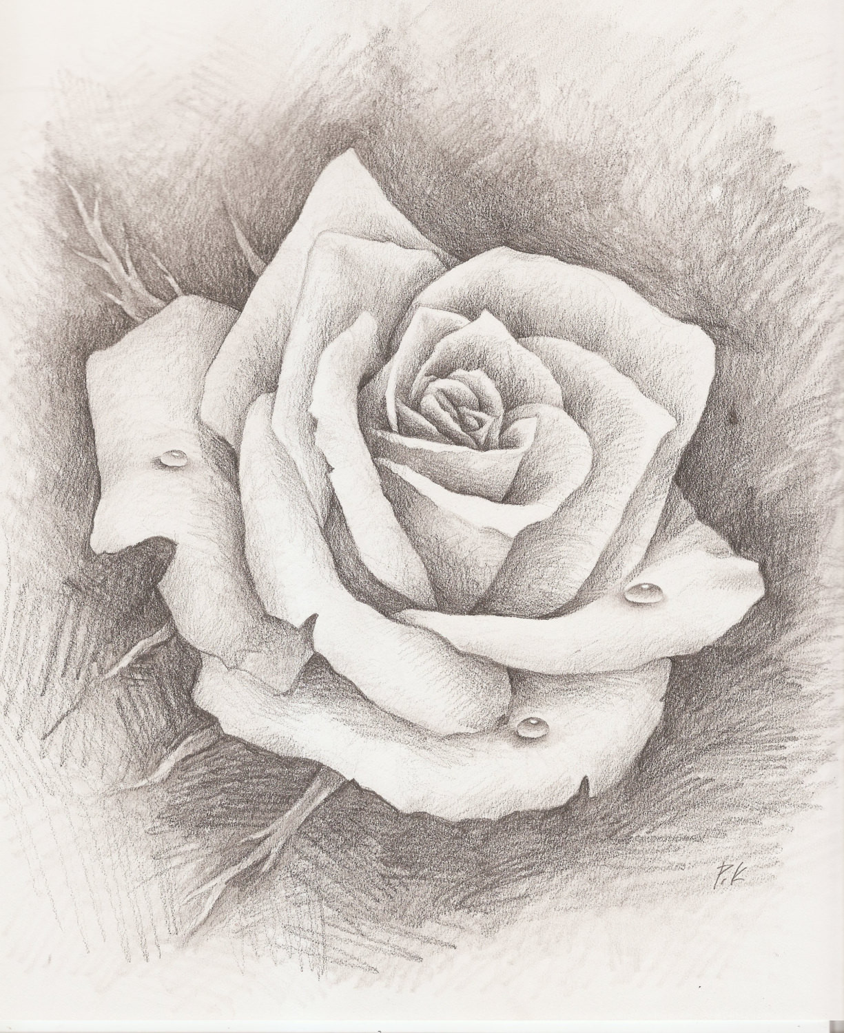 1225x1500 Realistic Tattoo Full Rose Drawings Outline - Realistic Rose Drawing