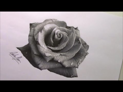 480x360 rose drawing how to draw a rose realistic rose drawing - Realistic Rose Drawing