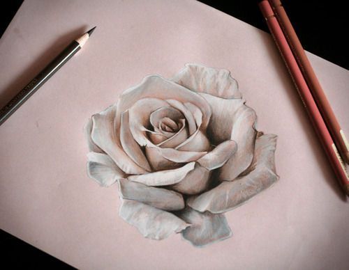 500x388 How To Draw A Realistic Rose In Pencil Drawings Art, White - Realistic Rose Drawing