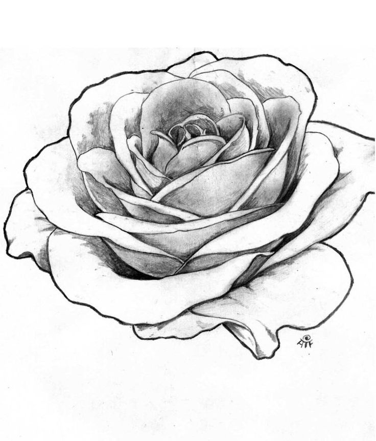 Realistic Rose Drawing at Explore collection of