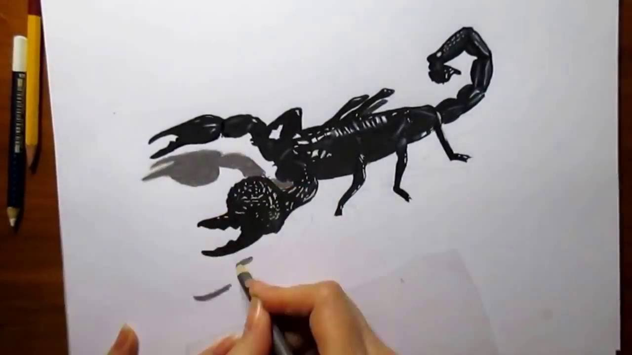 1280x720 scorpion pencil drawing - Realistic Scorpion Drawing