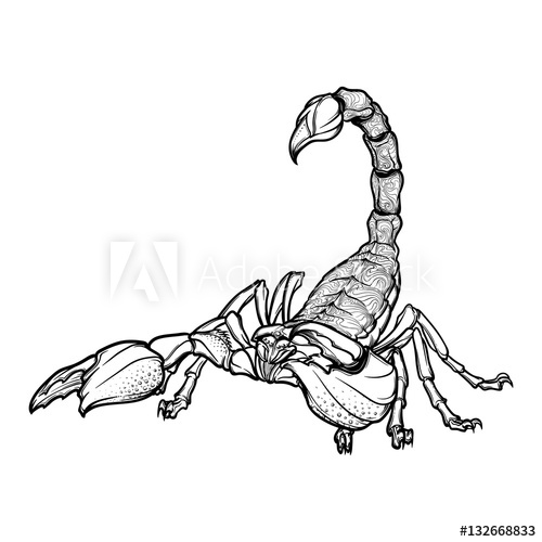500x500 Detailed Realistic Scorpio Drawing Isolated On White Background - Realistic Scorpion Drawing