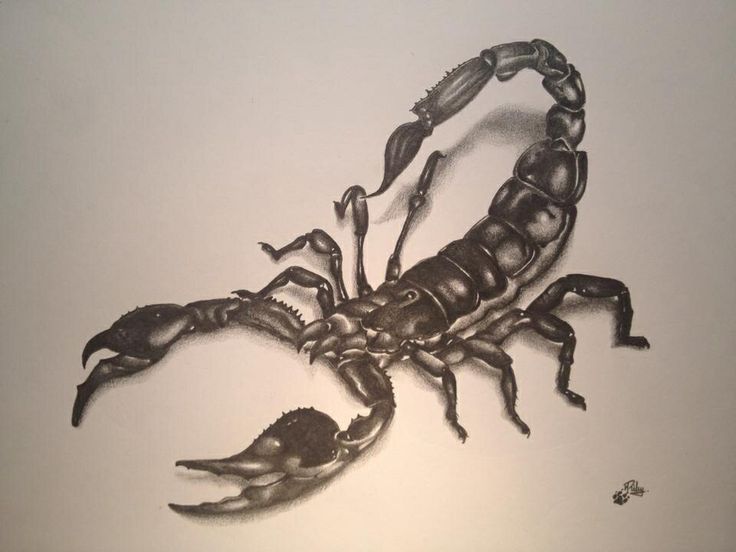 736x552 photos scorpion pencil drawing - Realistic Scorpion Drawing