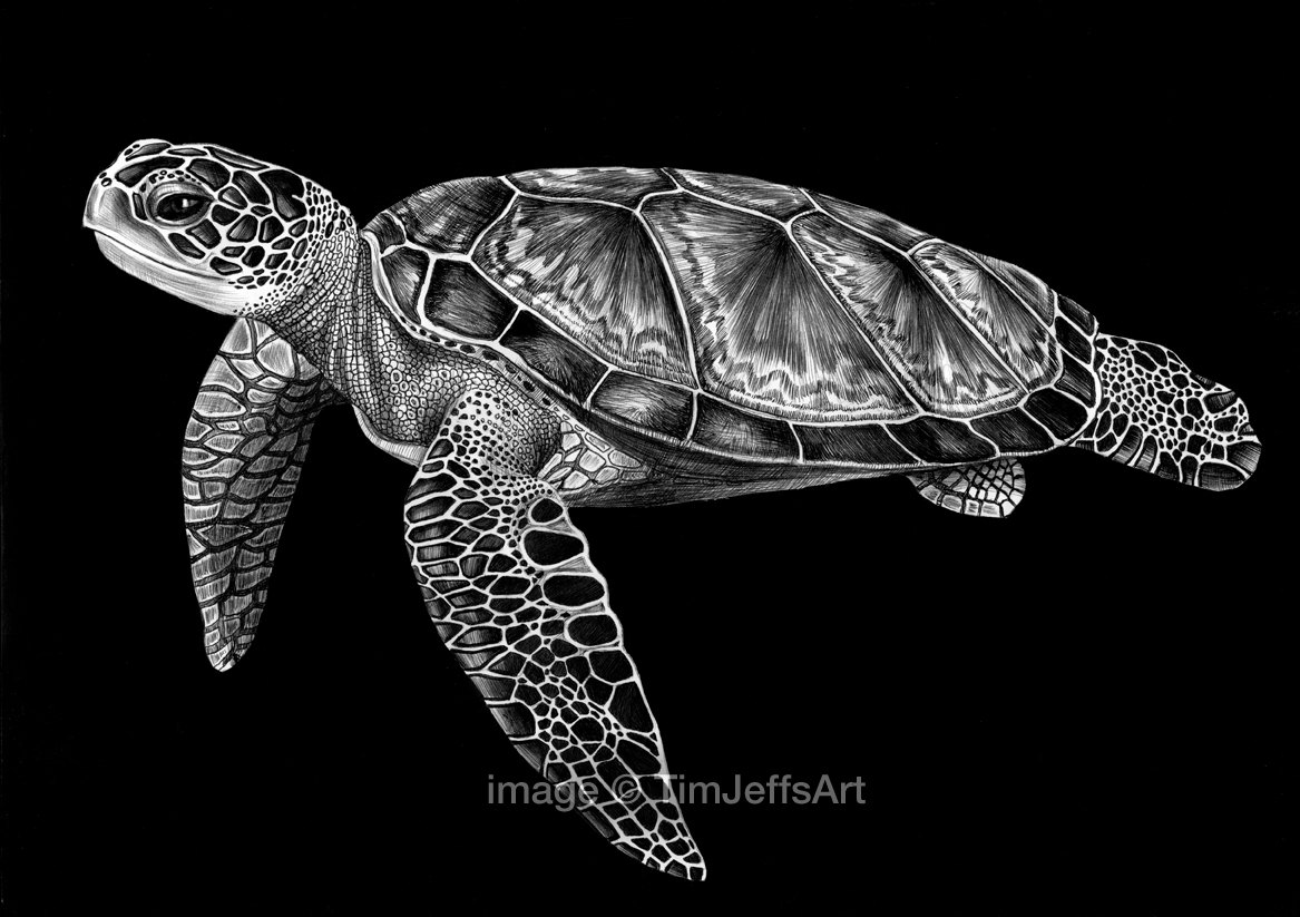 Realistic Sea Turtle Drawing at Explore collection