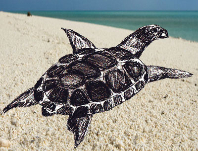 400x304 How To Draw A Turtle - Realistic Sea Turtle Drawing