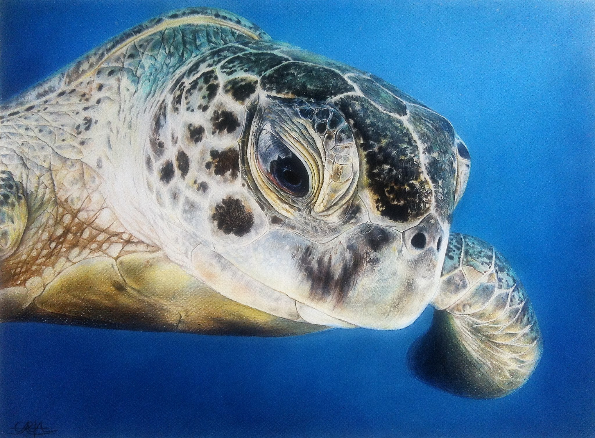 2048x1507 How To Paint With Colouring Pencils Make Your Drawings Hyper - Realistic Sea Turtle Drawing