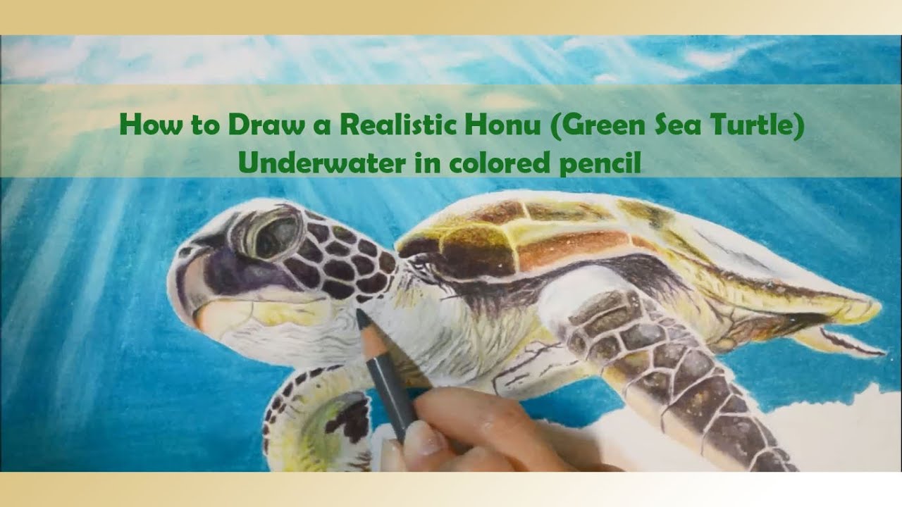 1280x720 Huge Collection Of 'sea Turtle Drawing Color' Download More Than - Realistic Sea Turtle Drawing