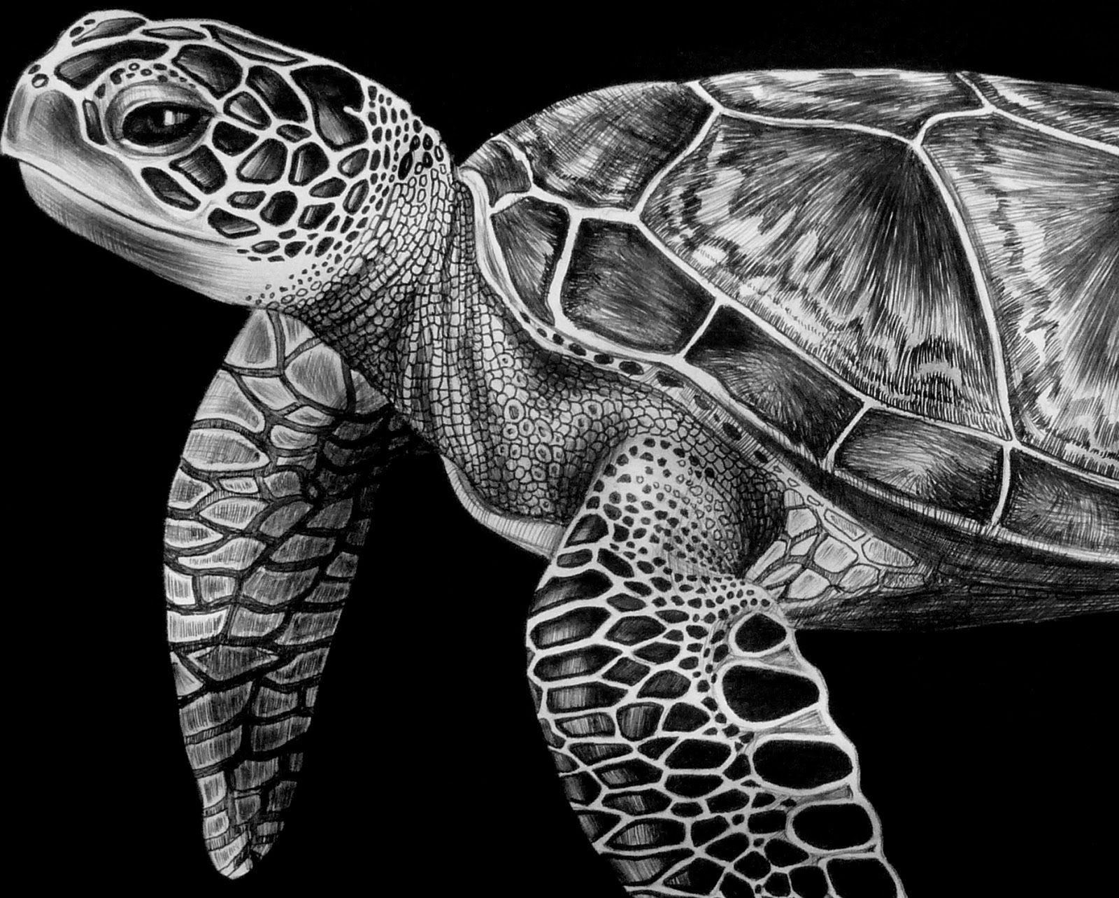 1600x1283 Image Result For How To Draw A Realistic Sea Turtle Art - Realistic Sea Turtle Drawing