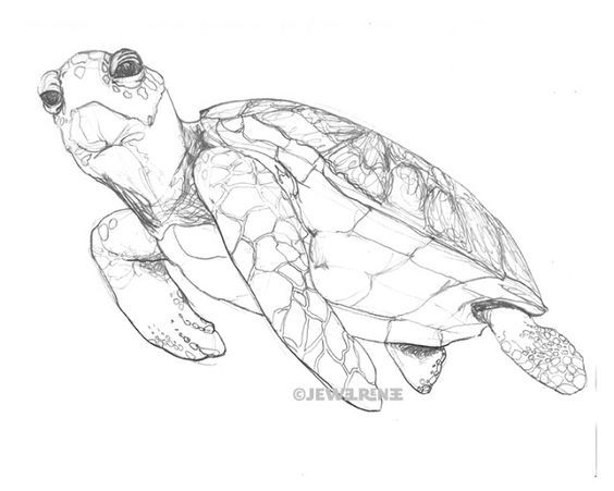 realistic-hawksbill-turtle-drawing-realistic-hawksbill-sea-turtle-coloring-page-free-printable