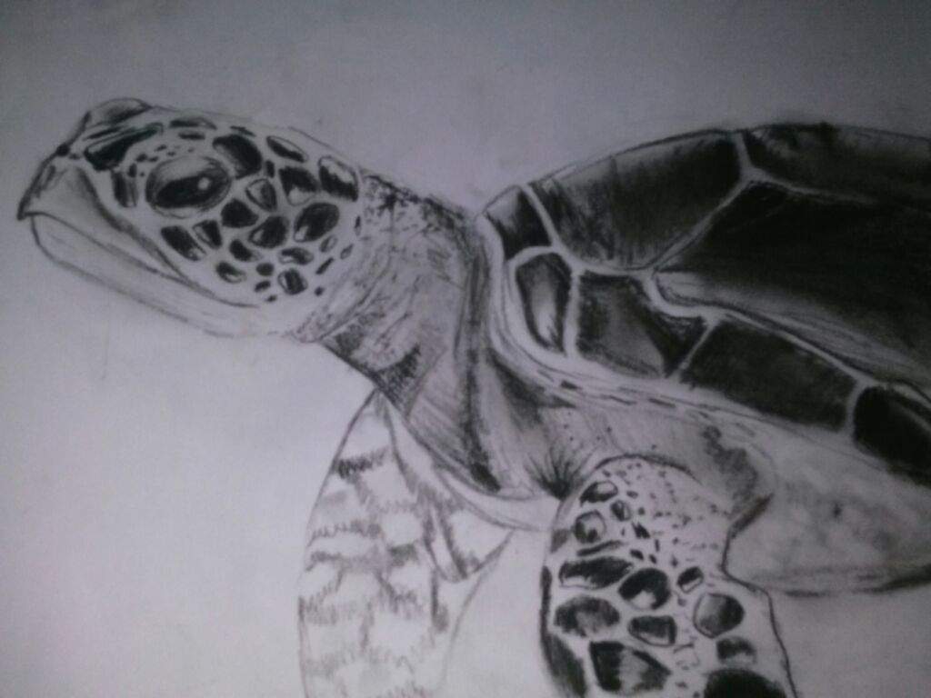 1024x768 Realistic Hawksbill Sea Turtle Drawing Art Amino - Realistic Sea Turtle Drawing