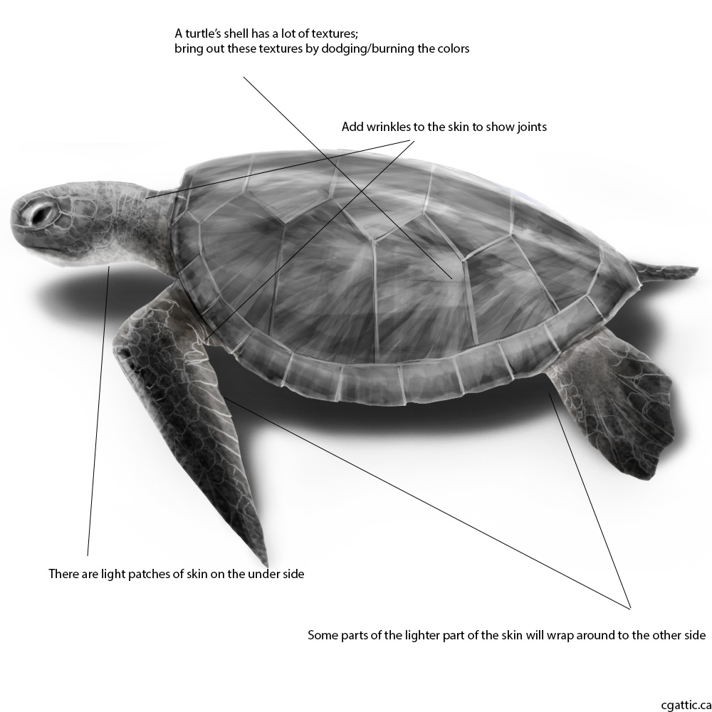 Realistic Sea Turtle Drawing at PaintingValley.com | Explore collection ...