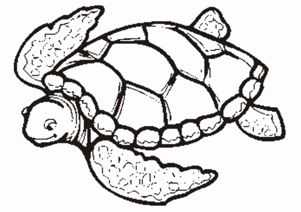 1024x723 Sea Turtle Coloring - Realistic Sea Turtle Drawing