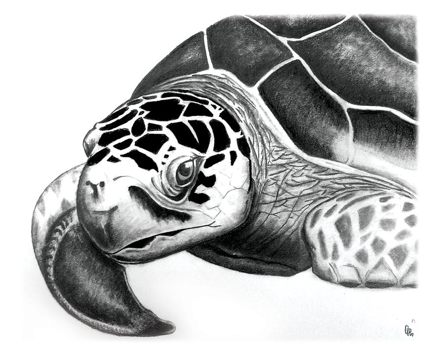 900x720 Sea Turtle Drawing - Realistic Sea Turtle Drawing
