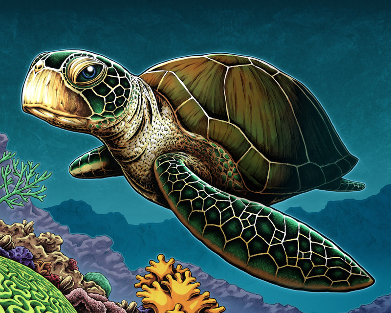 800x640 Sea Turtle Print - Realistic Sea Turtle Drawing