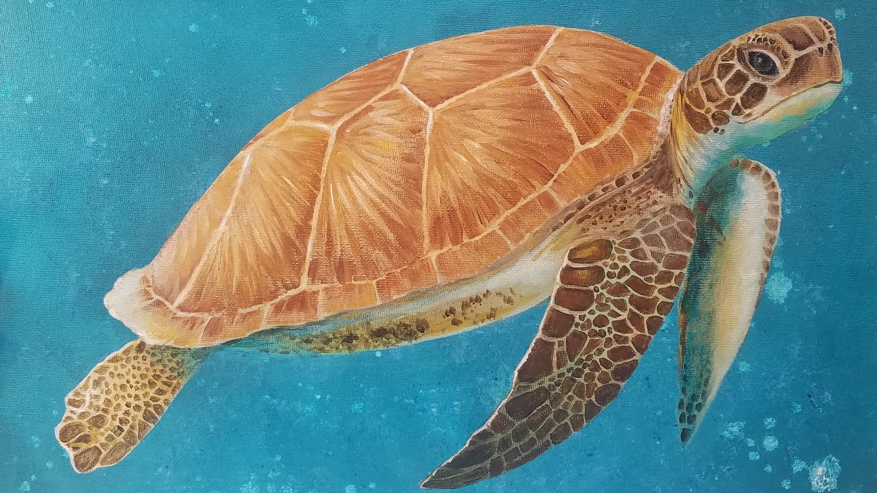 Realistic Sea Turtle Drawing at Explore collection