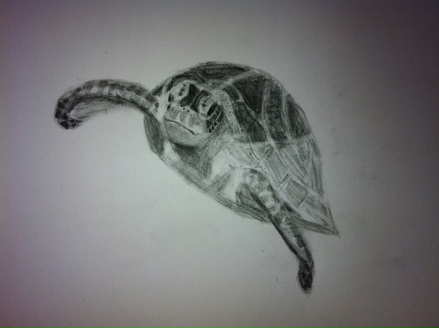 Realistic Sea Turtle Drawing At Explore Collection