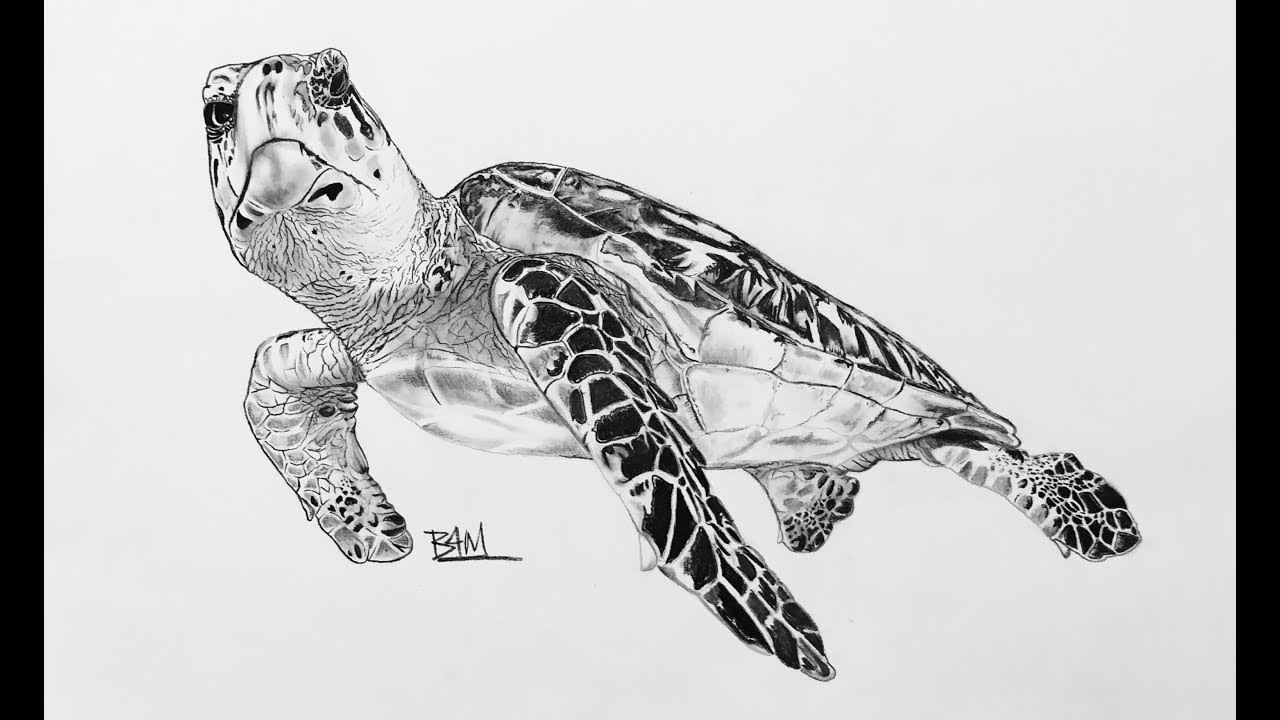 1280x720 Drawing The Hawksbill Sea Turtle - Realistic Sea Turtle Drawing