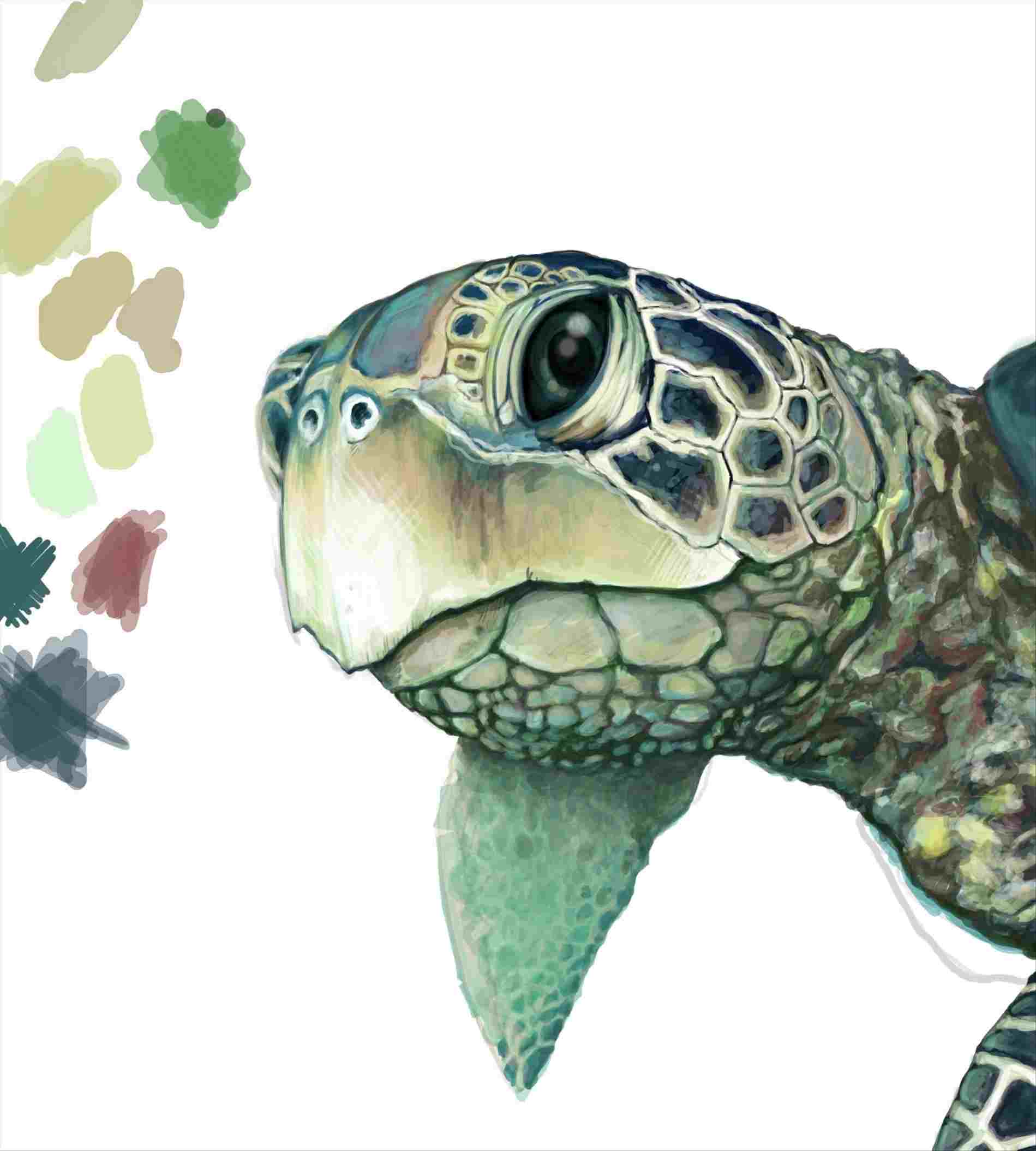 How To Draw A Realistic Green Sea Turtle