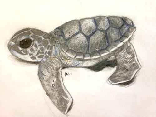 500x375 Turtle Drawings Godshelters - Realistic Sea Turtle Drawing