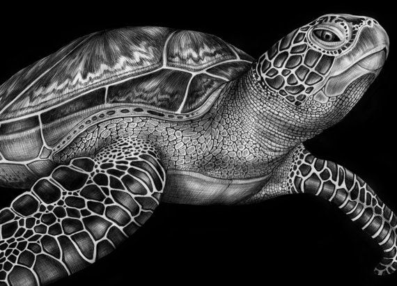 570x411 Drawn Sea Turtle - Realistic Sea Turtle Drawing