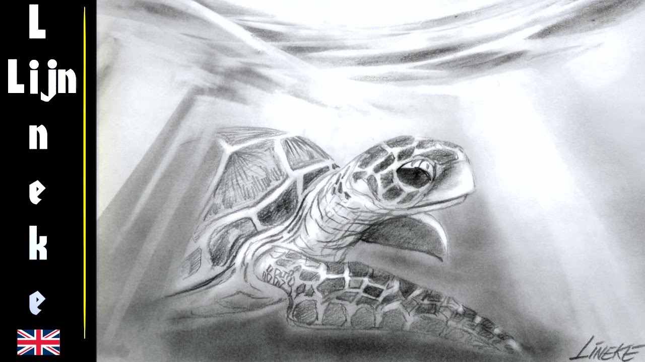 1280x720 Easy Sea Turtle For Beginners Graphite Drawing - Realistic Sea Turtle Drawing