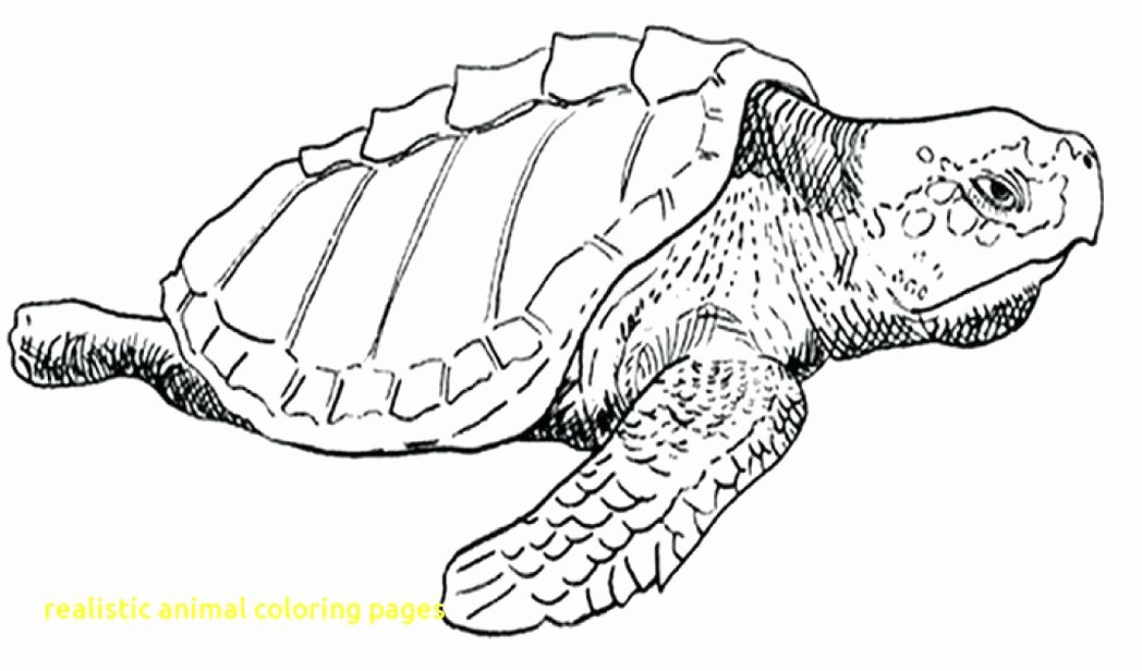 1048x616 green sea turtle coloring pages elegant realistic sea turtle - Realistic Sea Turtle Drawing