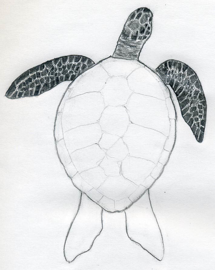 710x892 How To Draw A Turtle - Realistic Sea Turtle Drawing