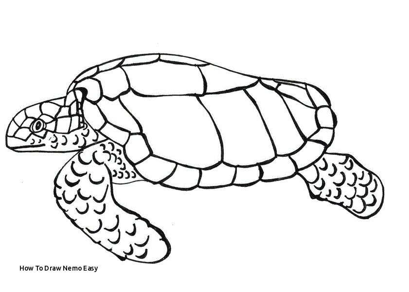 841x600 How To Draw Nemo Easy Realistic Sea Turtle Drawing - Realistic Sea Turtle Drawing
