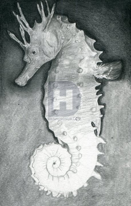 458x720 how to draw a realistic seahorse, spiny seahorse, step - Realistic Seahorse Drawing