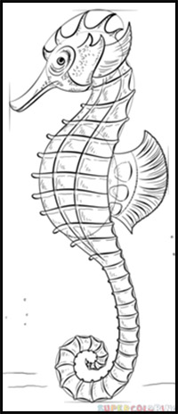 200x464 How To Draw Seahorses Drawing Tutorials Drawing How To Draw - Realistic Seahorse Drawing