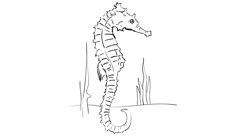 800x450 how to draw a seahorse - Realistic Seahorse Drawing