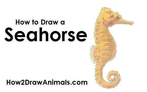 500x315 how to draw a seahorse - Realistic Seahorse Drawing