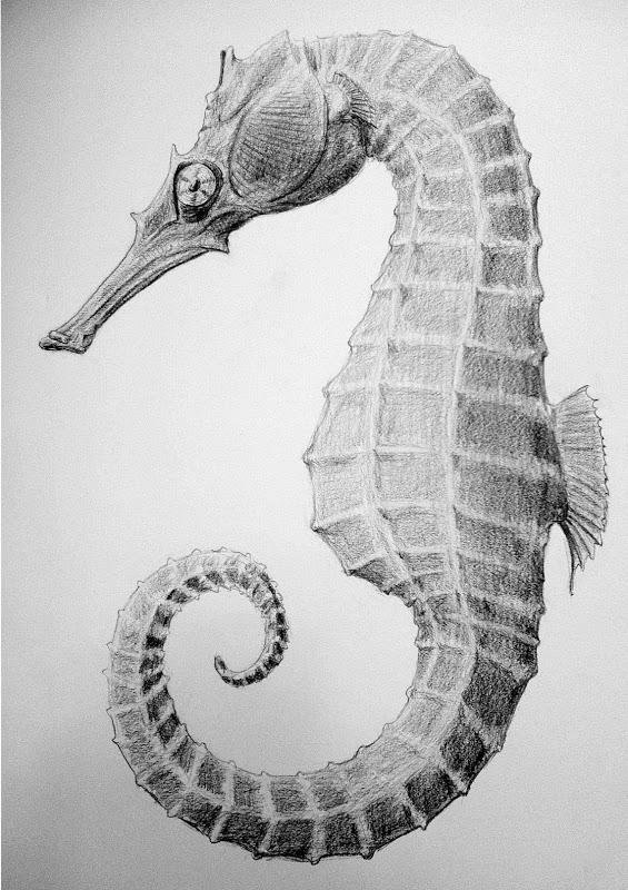 Realistic Seahorse Drawing at Explore collection