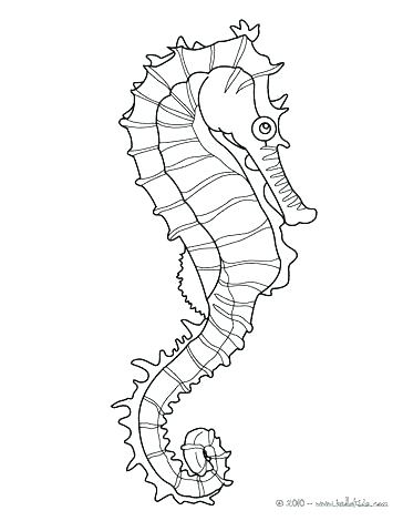 Realistic Seahorse Drawing at PaintingValley.com | Explore collection ...