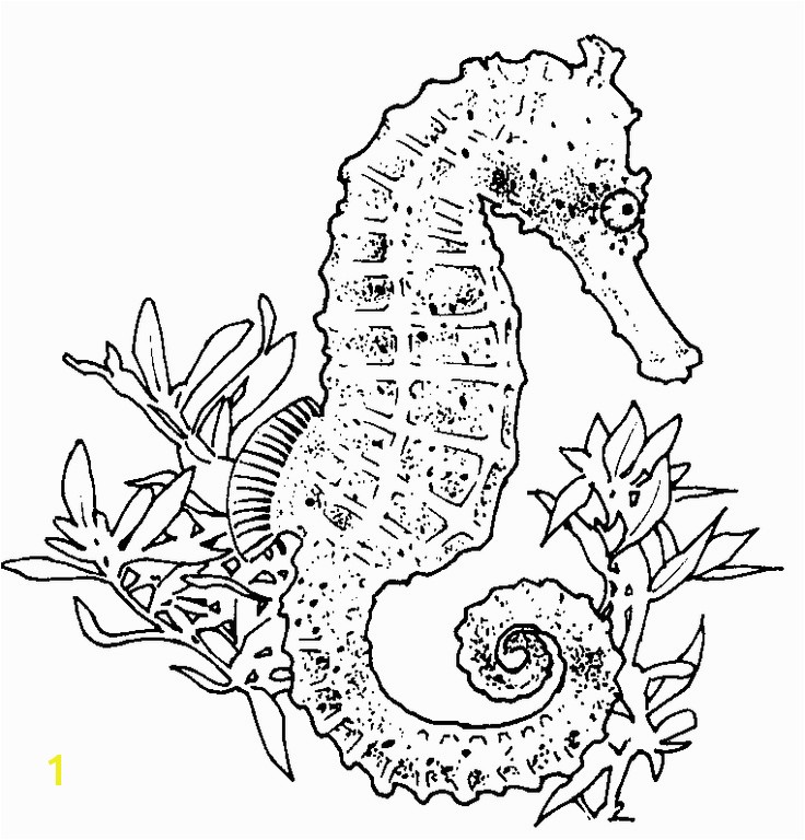 736x768 seahorse coloring pages for adults realistic seahorse coloring - Realistic Seahorse Drawing