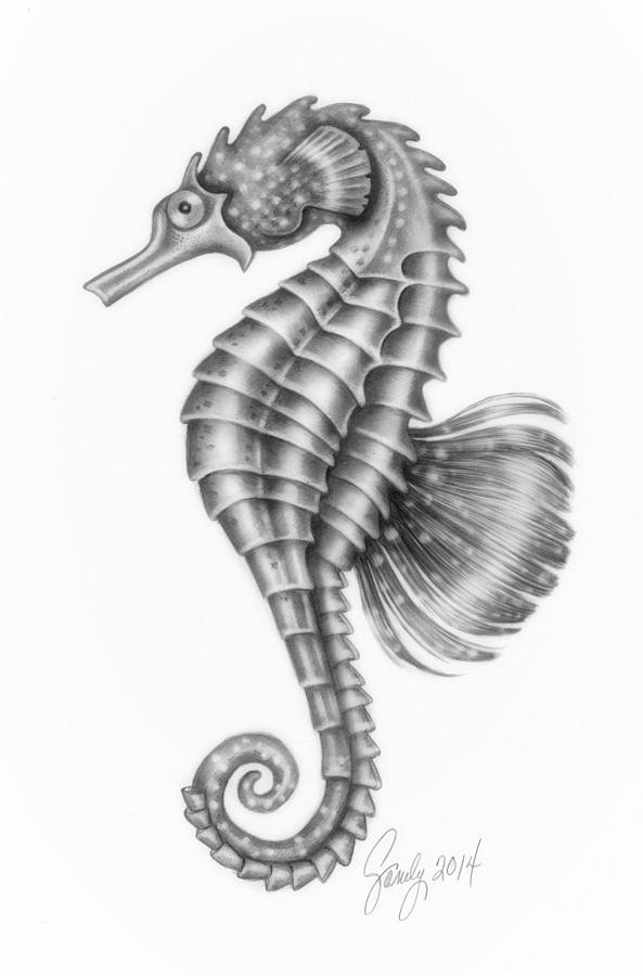 593x900 seahorse drawing ds design - Realistic Seahorse Drawing