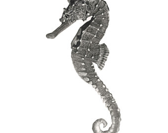 340x270 seahorse drawing etsy - Realistic Seahorse Drawing