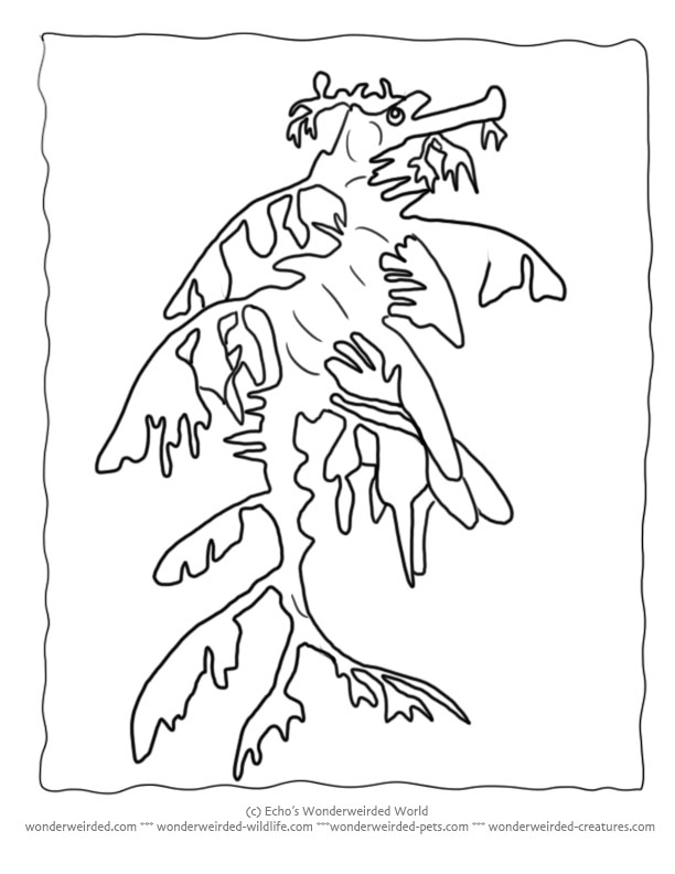 612x792 realistic seahorse clipart - Realistic Seahorse Drawing