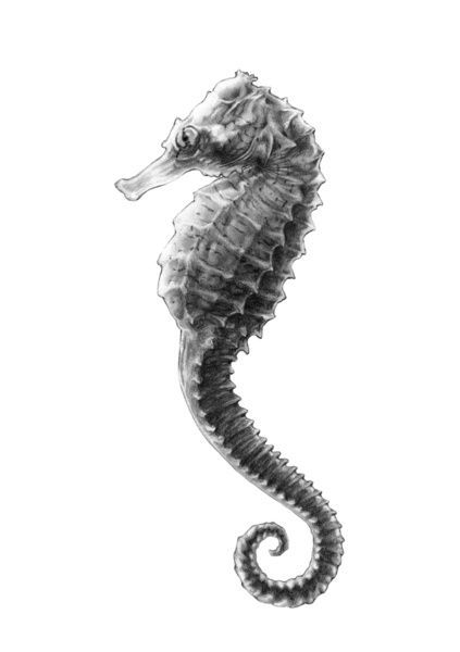 423x600 realistic seahorse sketch coral reef seahorse drawing - Realistic Seahorse Drawing