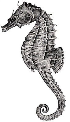 229x400 seahorse sketch seahorse sketch hippocampus sketches - Realistic Seahorse Drawing