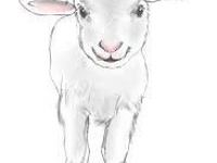 200x150 how to draw a sheep new image result for sheep drawings images - Realistic Sheep Drawing