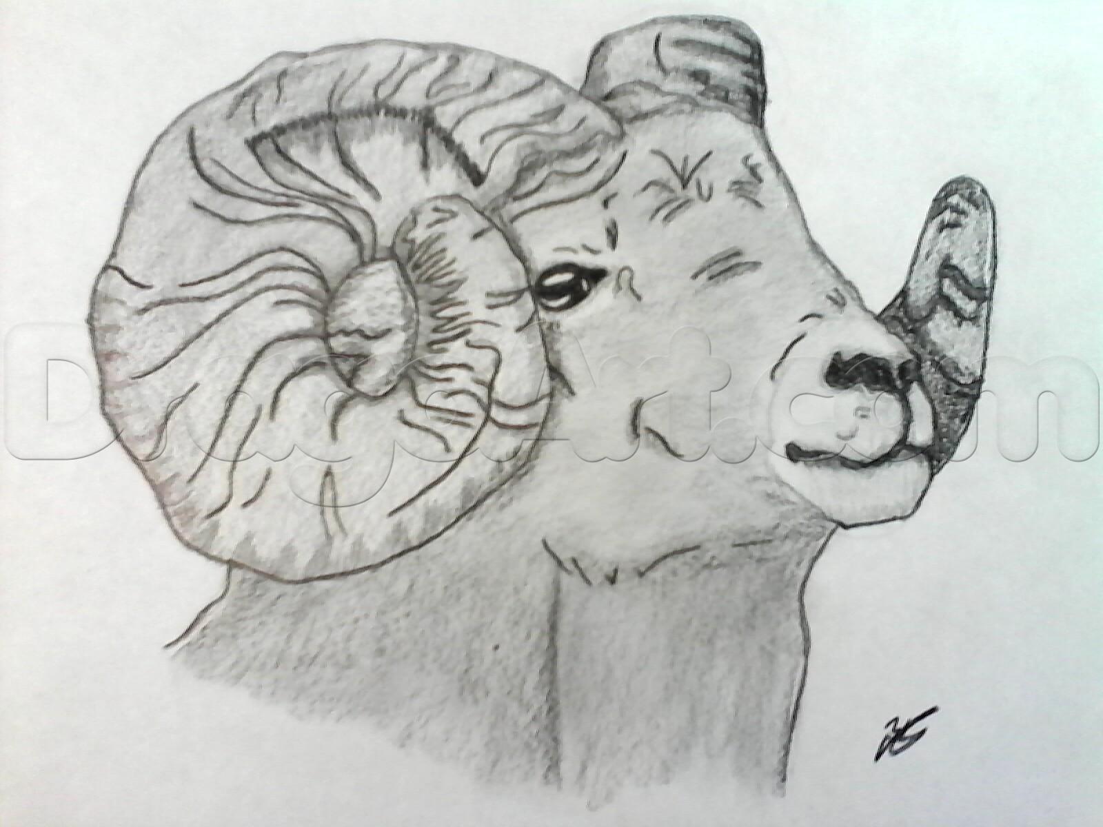 1600x1200 how to draw a realistic bighorn sheep, step - Realistic Sheep Drawing