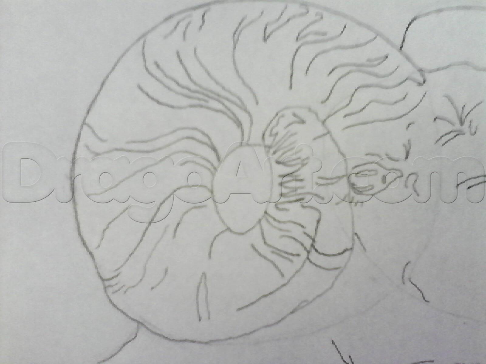 1600x1200 Realistic Sheep Drawing Pencil Drawings Animals Nature Wildlife - Realistic Sheep Drawing