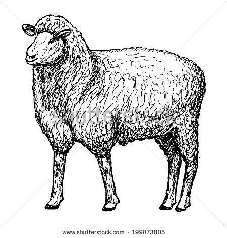 450x470 realistic sheep drawing images lambs sheep in sheep - Realistic Sheep Drawing
