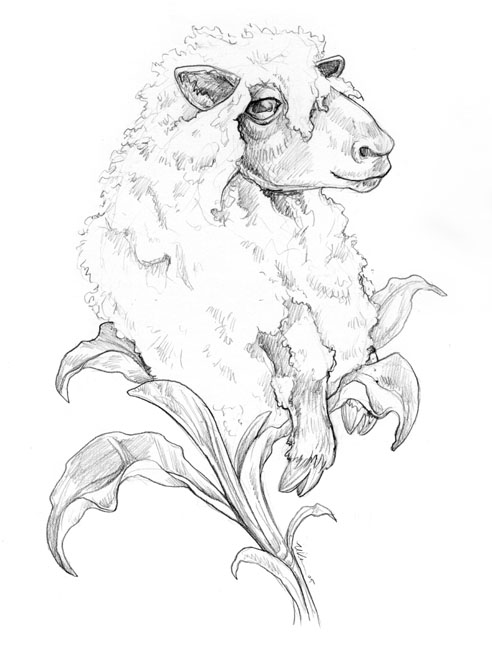 492x650 Realistic Sheep Drawing - Realistic Sheep Drawing