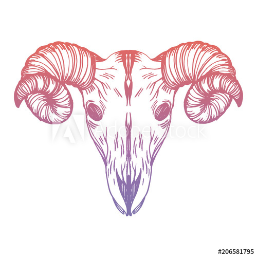 500x500 Realistic Detailed Hand Drawn Illustration Of An Old Sheep Skull - Realistic Sheep Drawing