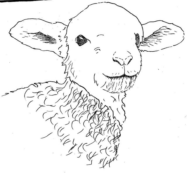 640x593 Realistic Drawings, Lamb And Drawings Drawing - Realistic Sheep Drawing