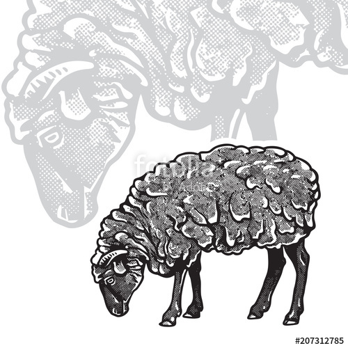 500x500 Sheep - Realistic Sheep Drawing