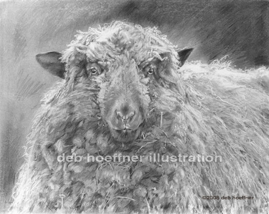 550x438 sheep drawing howell farm dreadlocks - Realistic Sheep Drawing