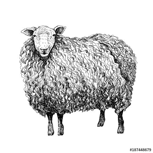 500x500 Sheep Sketch Style Hand Drawn Illustration Of Beautiful Black - Realistic Sheep Drawing